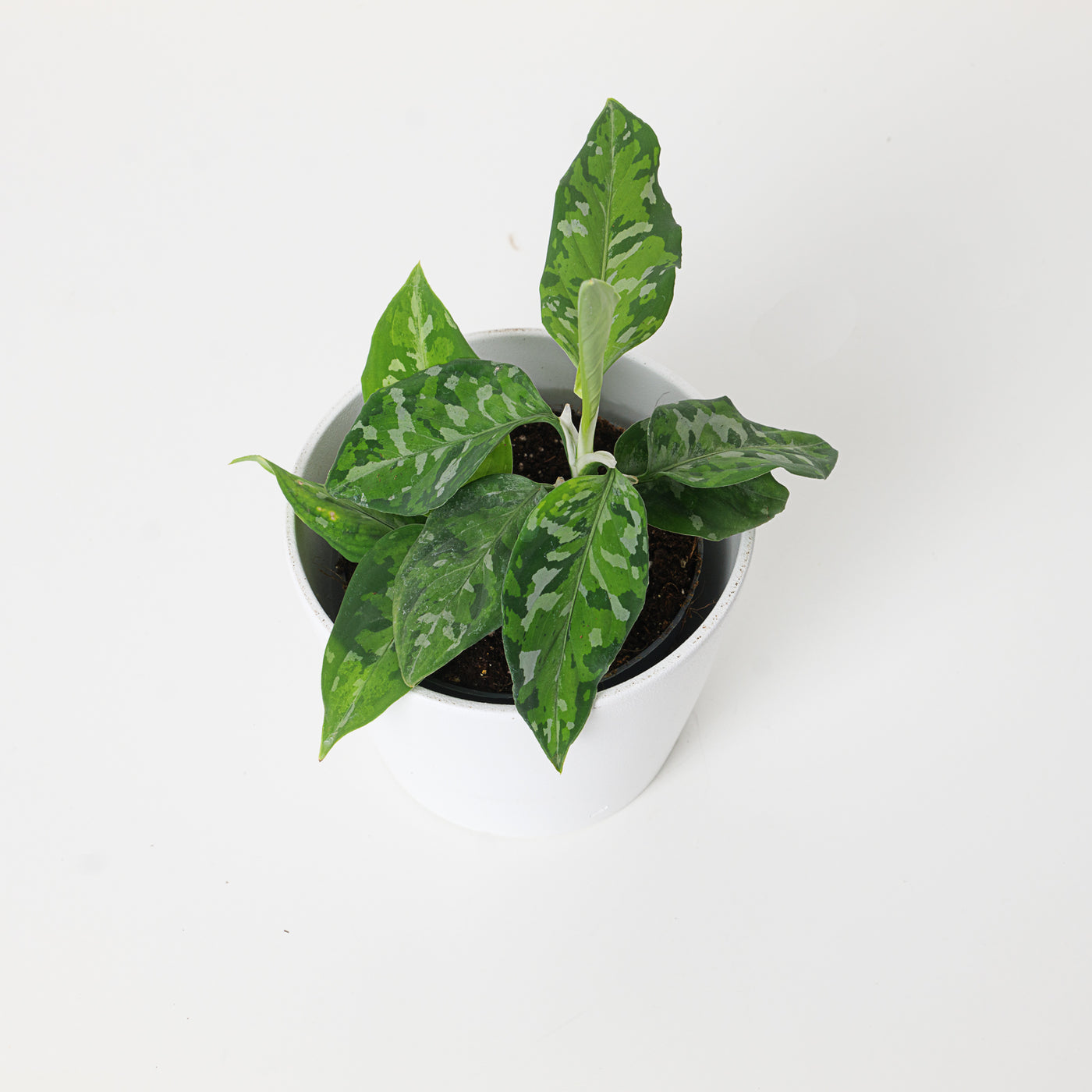 Aglaonema pictum Tricolor - House of Kojo