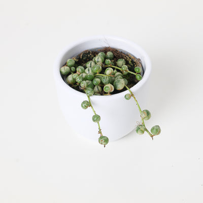 Senecio rowleyanus variegated | Variegated String of Pearls - House of Kojo