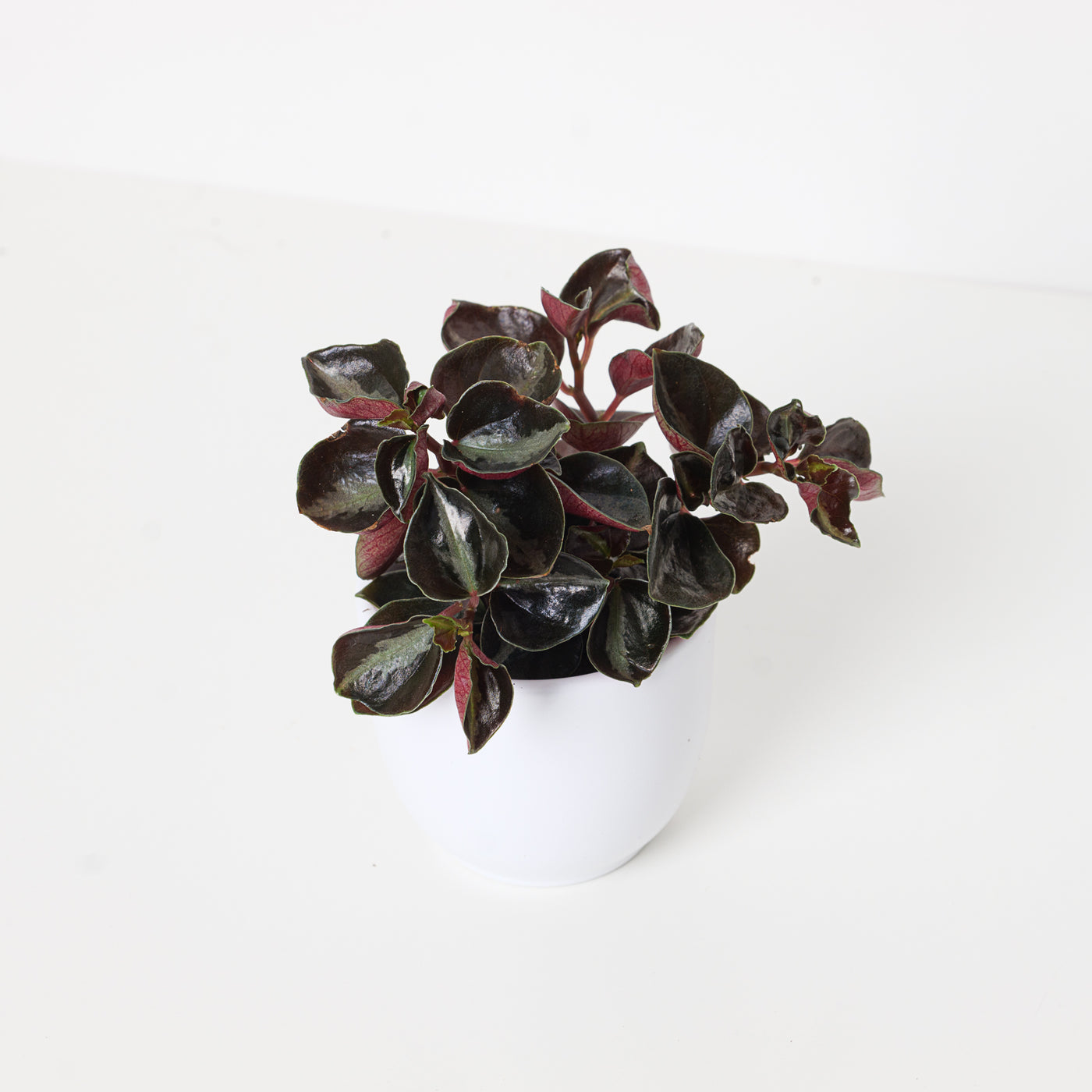 Peperomia metallica Columbiana - House of Kojo