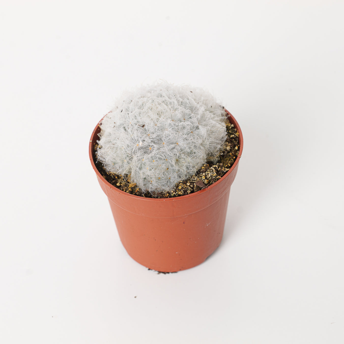 Mammillaria plumosa | Feather Cactus - House of Kojo