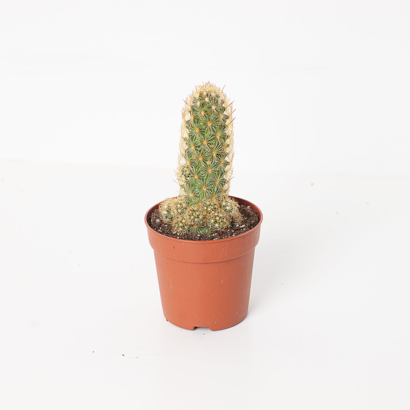 Mammillaria elongata | Gold Lace Cactus - House of Kojo