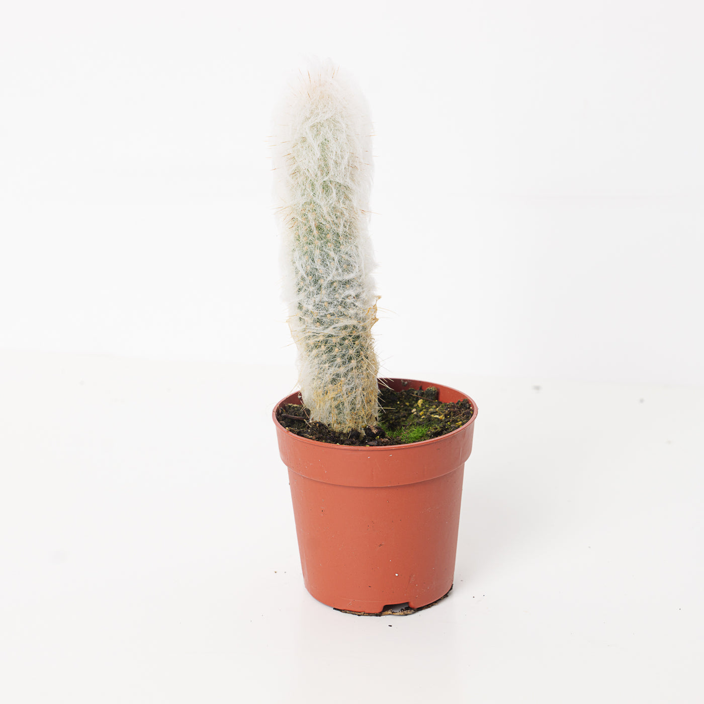 Espostoopsis dybowskii | White Wool Cactus - House of Kojo