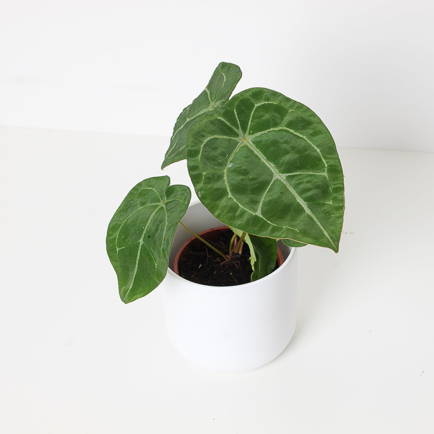 Anthurium Forgetii 'Silver Stripes' - House of Kojo