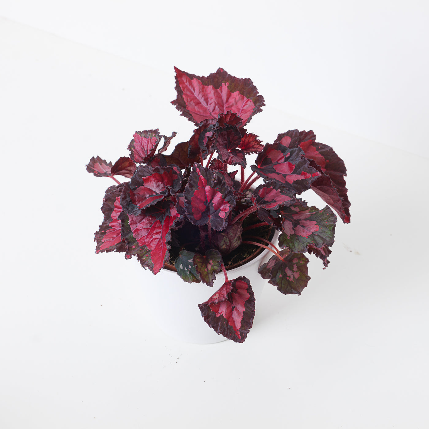 Begonia Inca Night - House of Kojo