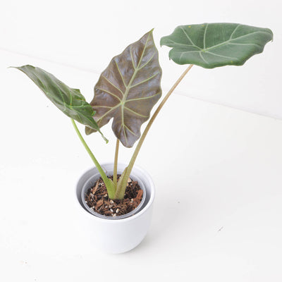 Alocasia 'Kuching Mask' | Elephant Ear Plant - House of Kojo