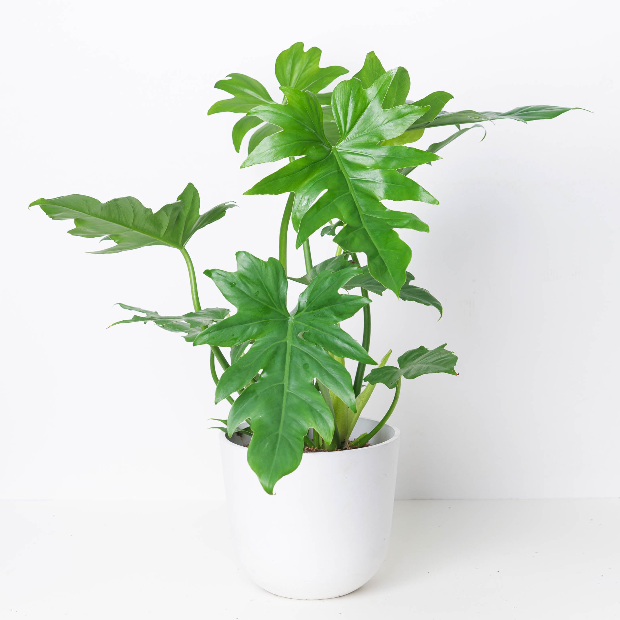 Philodendron Lacerum | Indoor Plants and Accessories – House of Kojo