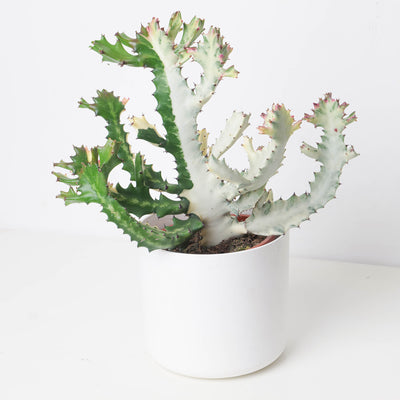 Euphorbia lactea Ghost - House of Kojo