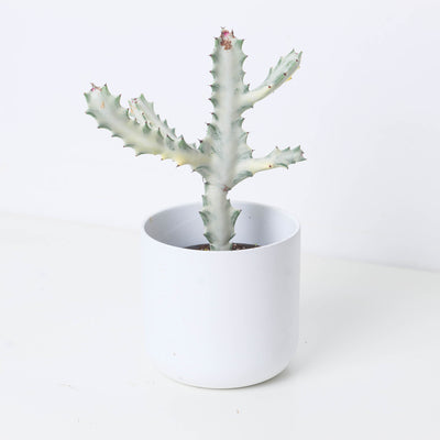 Euphorbia lactea Ghost - House of Kojo