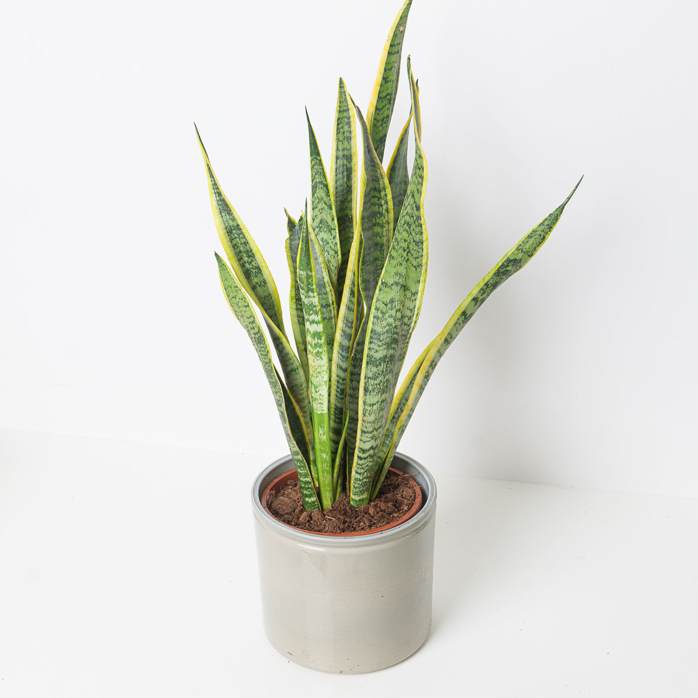 Sansevieria Trifasciata Laurentii - House of Kojo