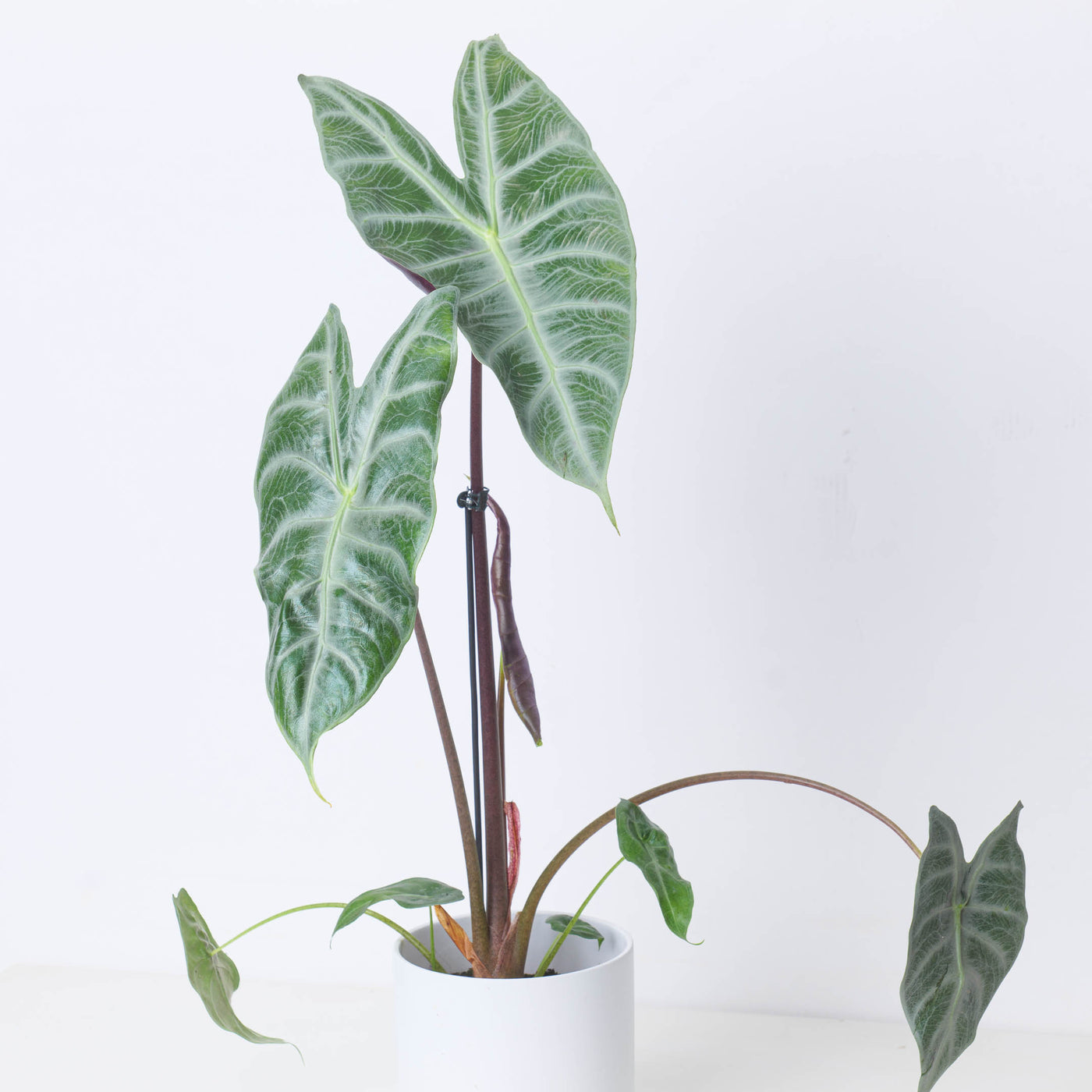 Alocasia longiloba 'Silver' - House of Kojo