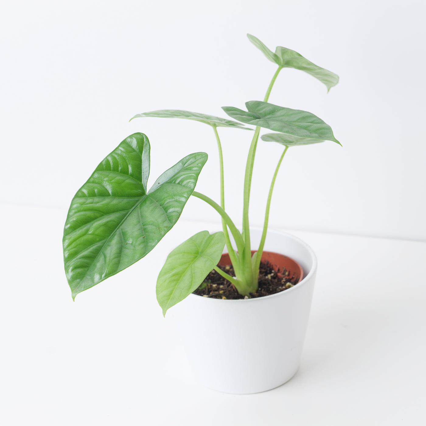 Alocasia 'Lukiwan' - House of Kojo