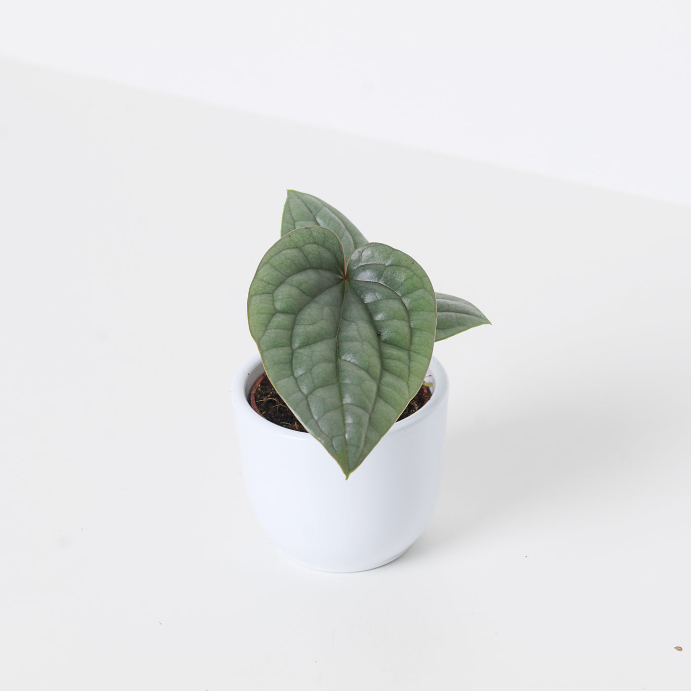 Anthurium luxurians 'Platinum' - House of Kojo