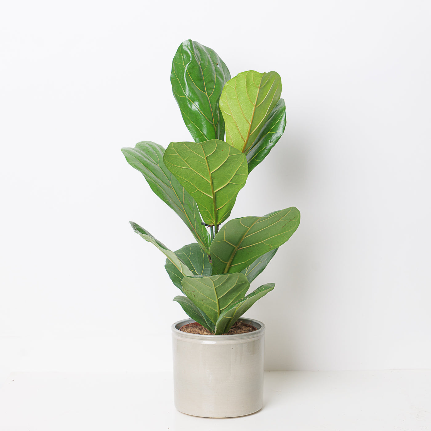 Fiddle Leaf Fig | Ficus Lyrata - House of Kojo