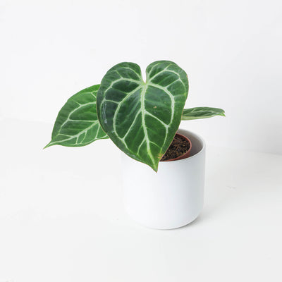 Anthurium magnificum - House of Kojo