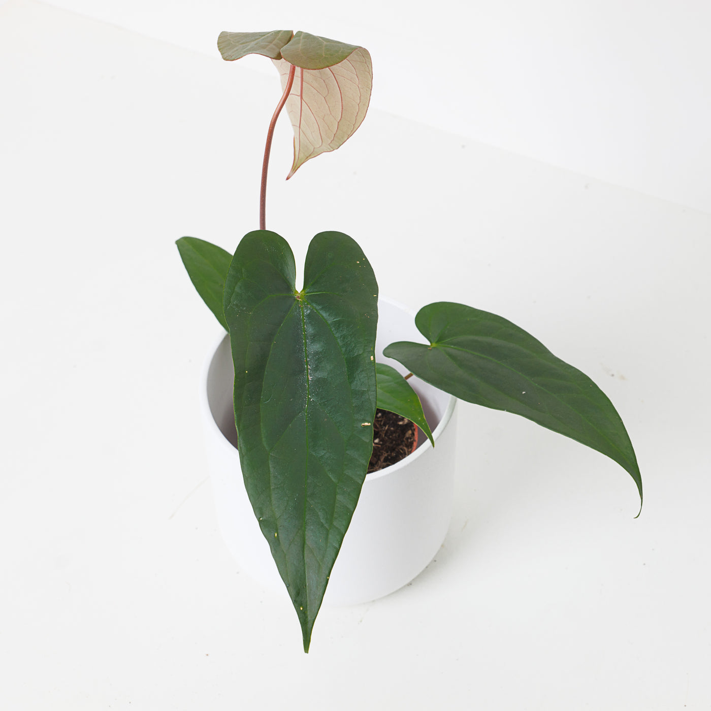 Anthurium magnificum x nigrolaminum 'Gigi' - House of Kojo