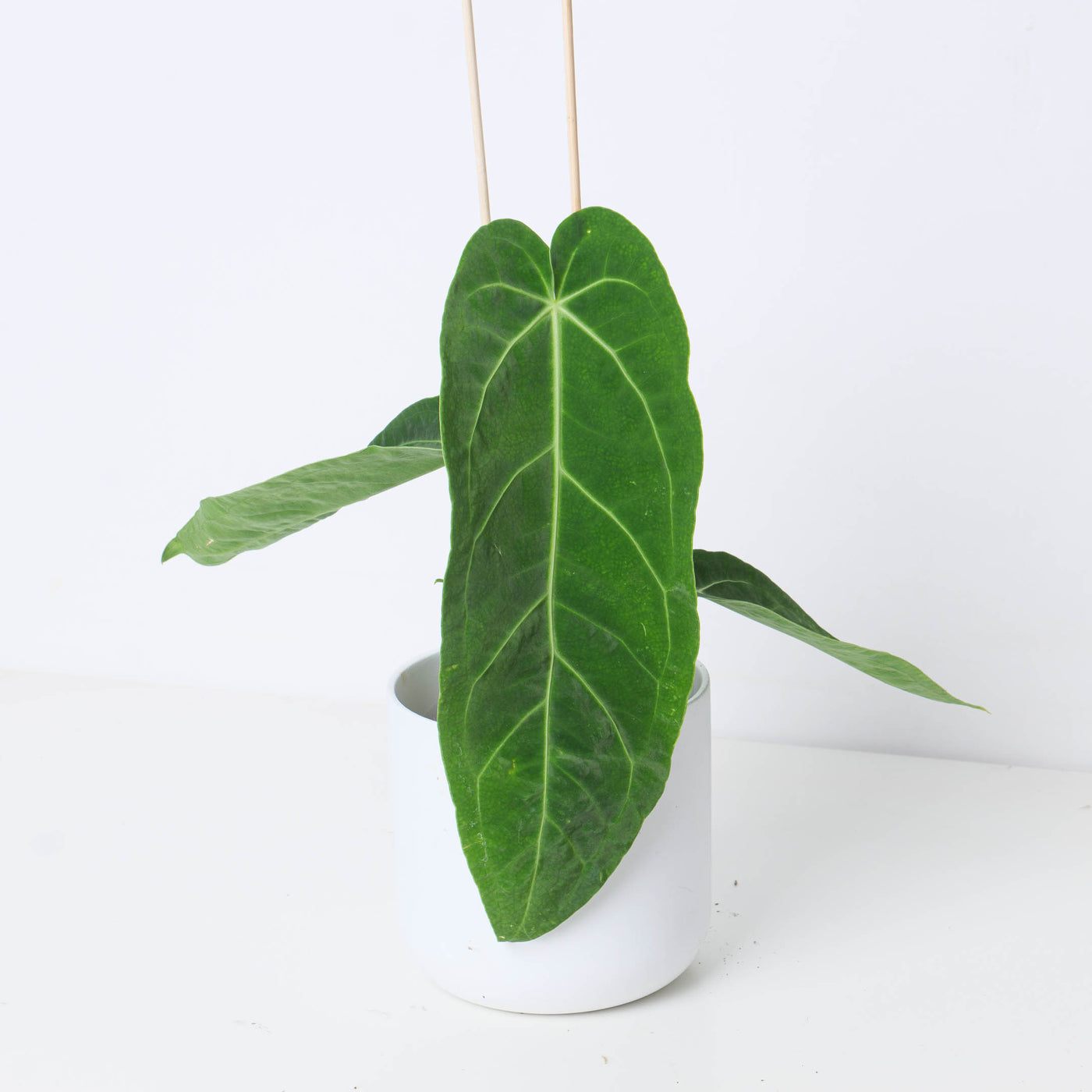 Anthurium warocqueanum x magnificum - House of Kojo