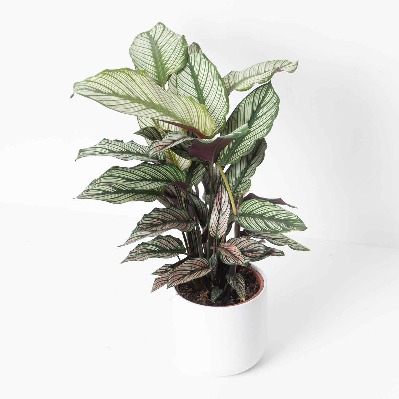 Calathea Majestica 'White Star' - House of Kojo