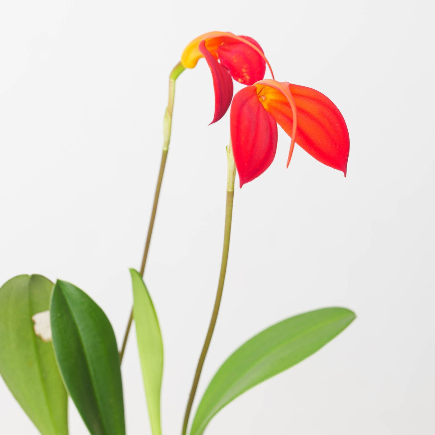 Masdevallia Ignea - House of Kojo