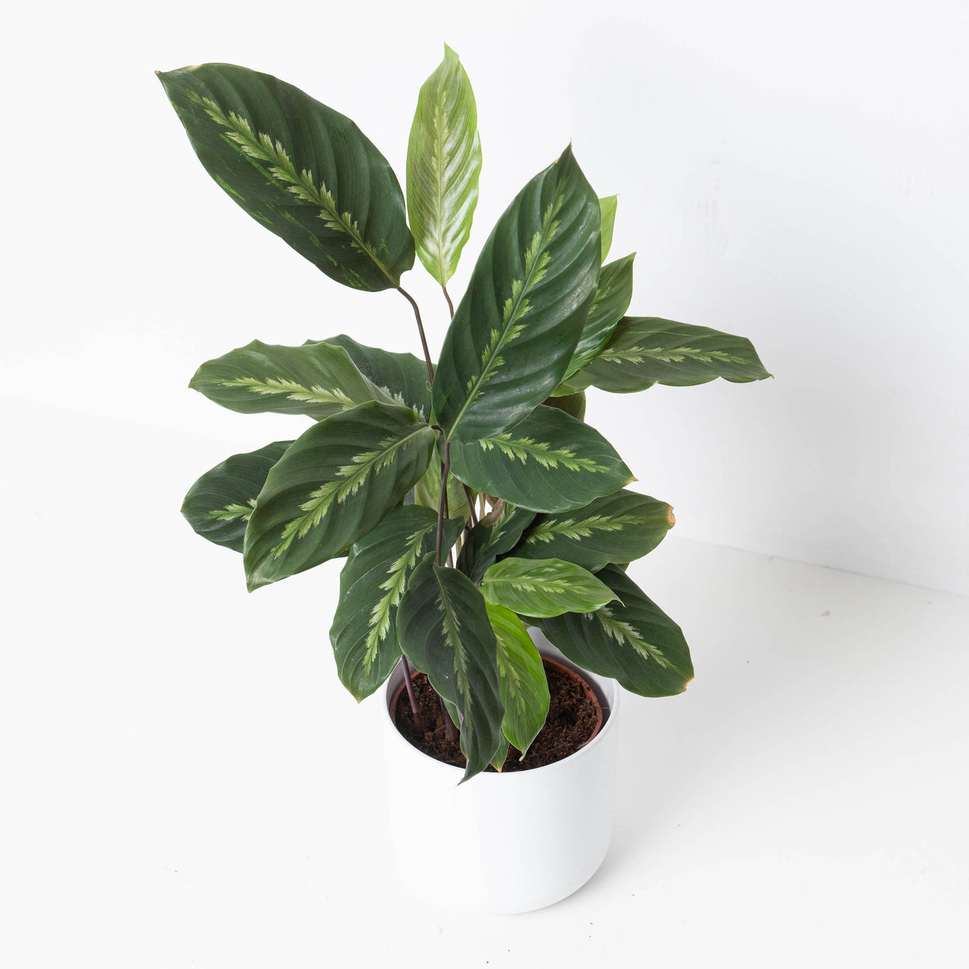 Calathea Maui Queen - House of Kojo