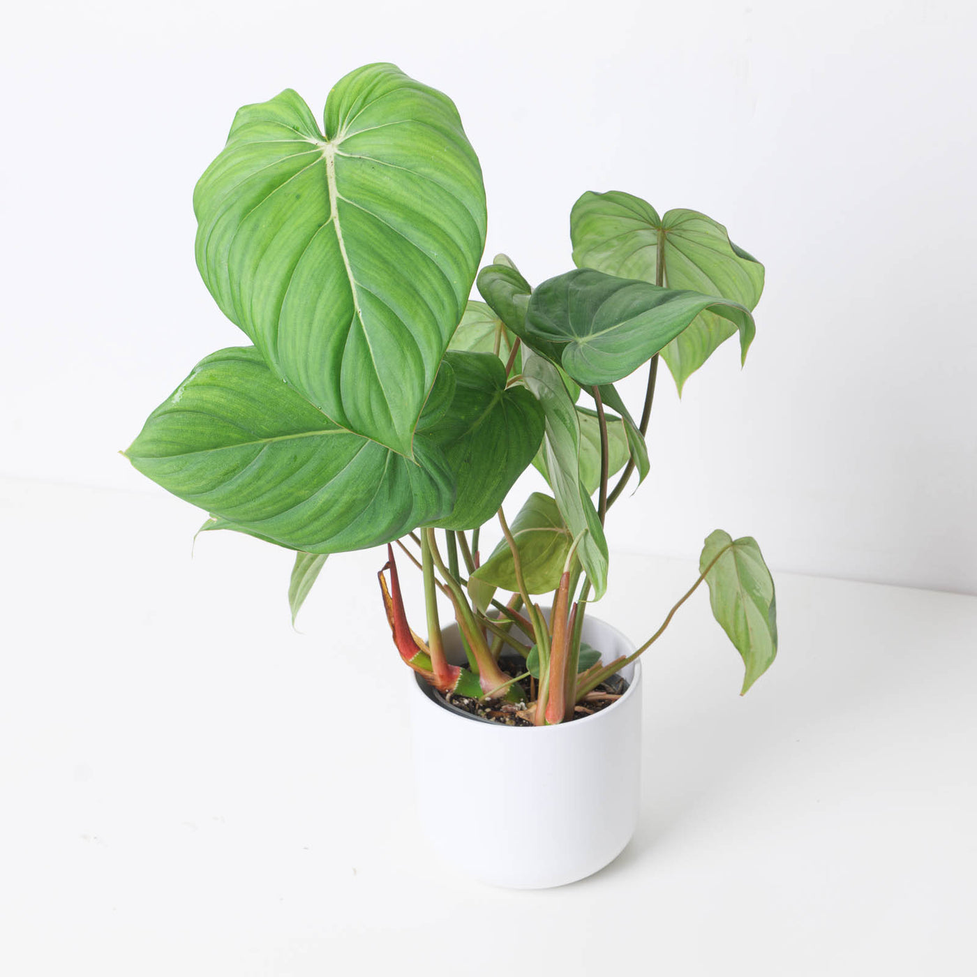 Philodendron McDowell - House of Kojo