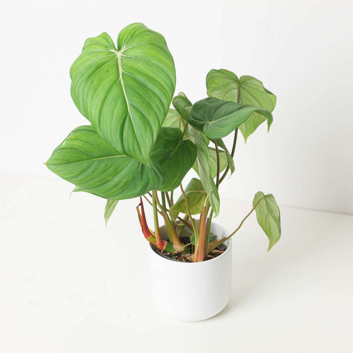 Philodendron McDowell - House of Kojo