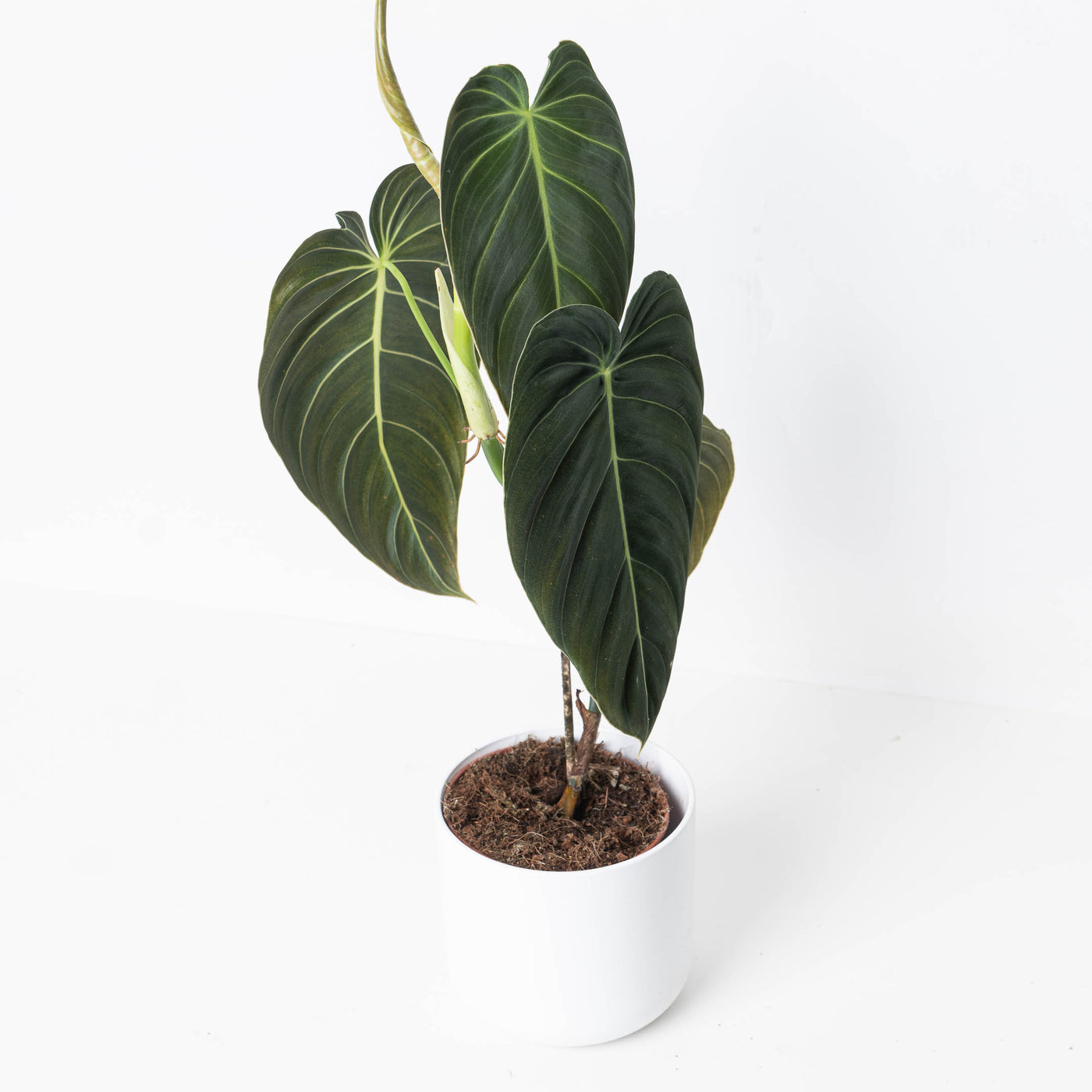 Philodendron Melanochrysum - House of Kojo