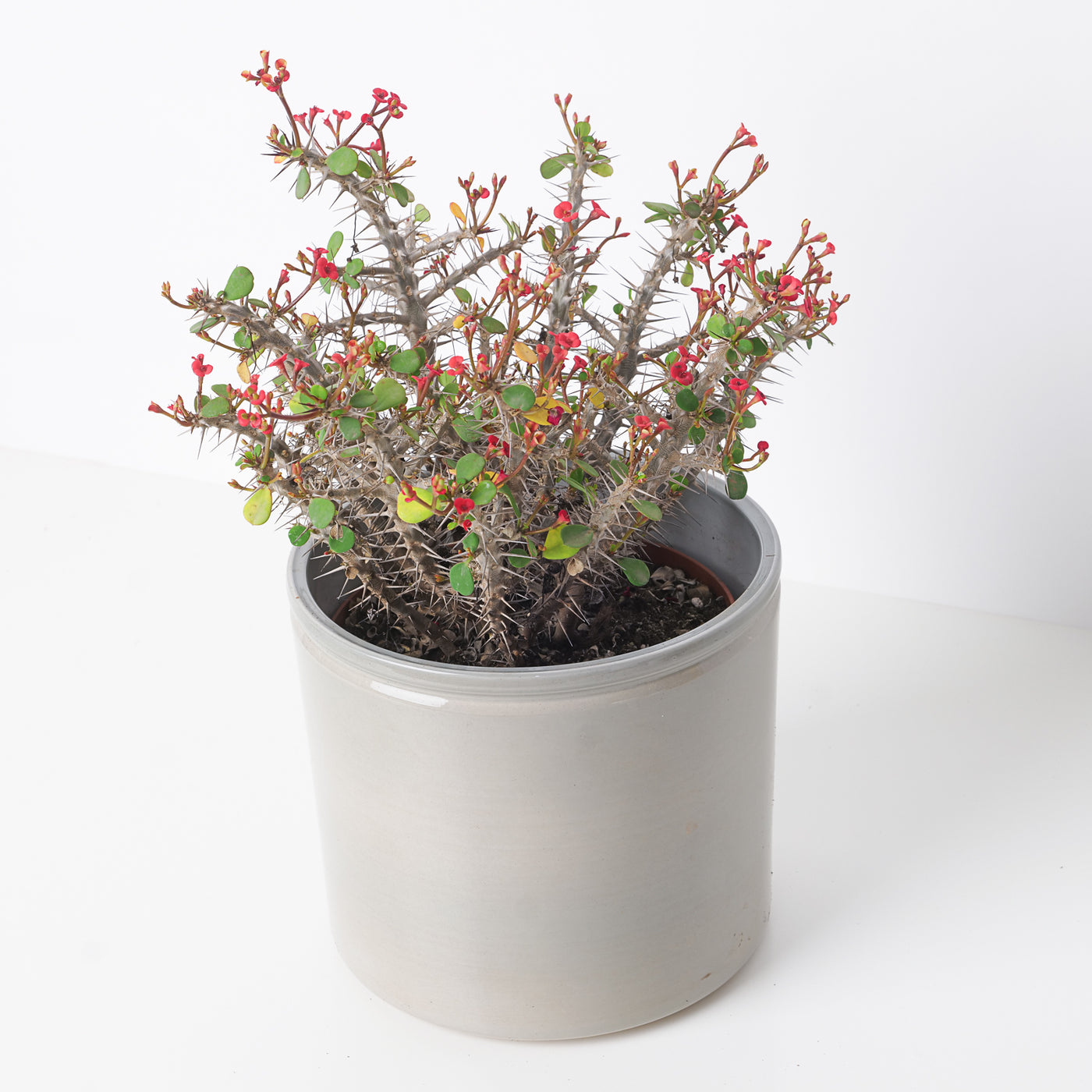 Euphorbia milli | Crown of Thorns - House of Kojo