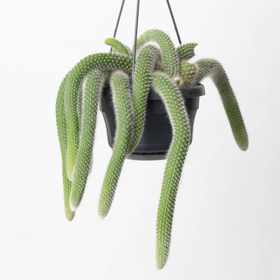 Monkey Tail Cactus | Cleistocactus colademononis - House of Kojo