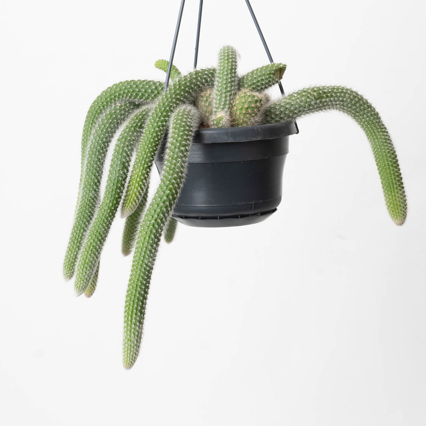 Monkey Tail Cactus | Cleistocactus colademononis - House of Kojo