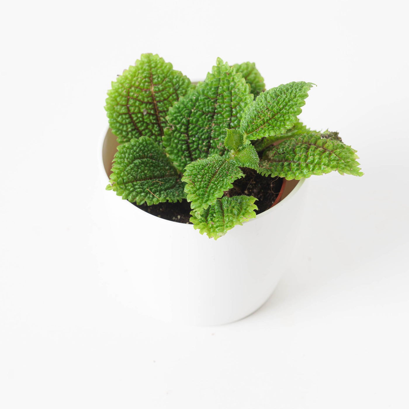 Pilea Bundle - House of Kojo