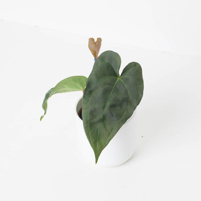 Anthurium nigrolaminum gigi x forgetti - House of Kojo