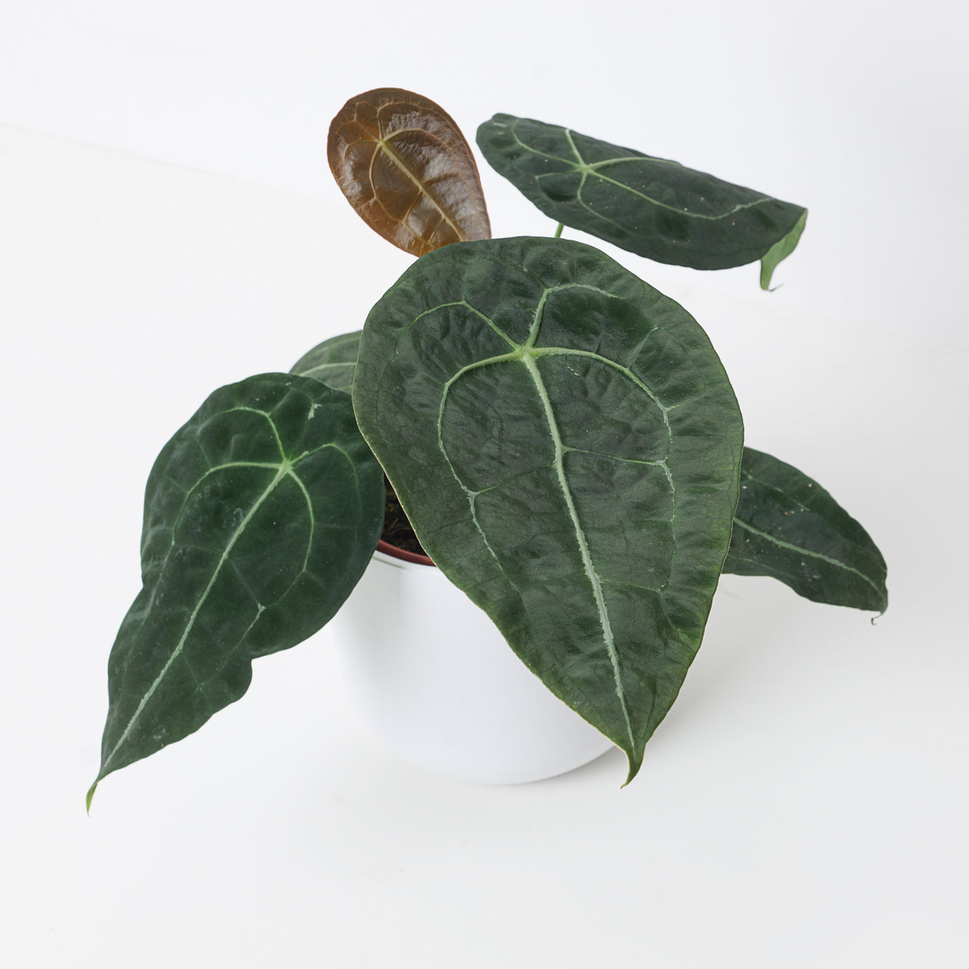 Anthurium forgetii x nigrolaminum gigi - House of Kojo