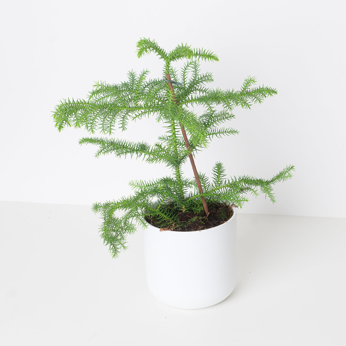 Norfolk Island Pine | Araucaria heterophylla - House of Kojo