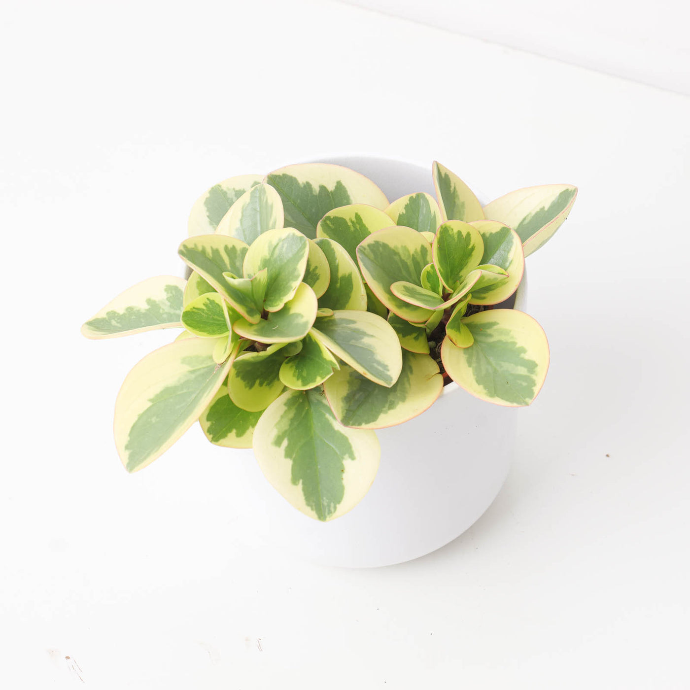 Peperomia Obtipan Variegated - House of Kojo