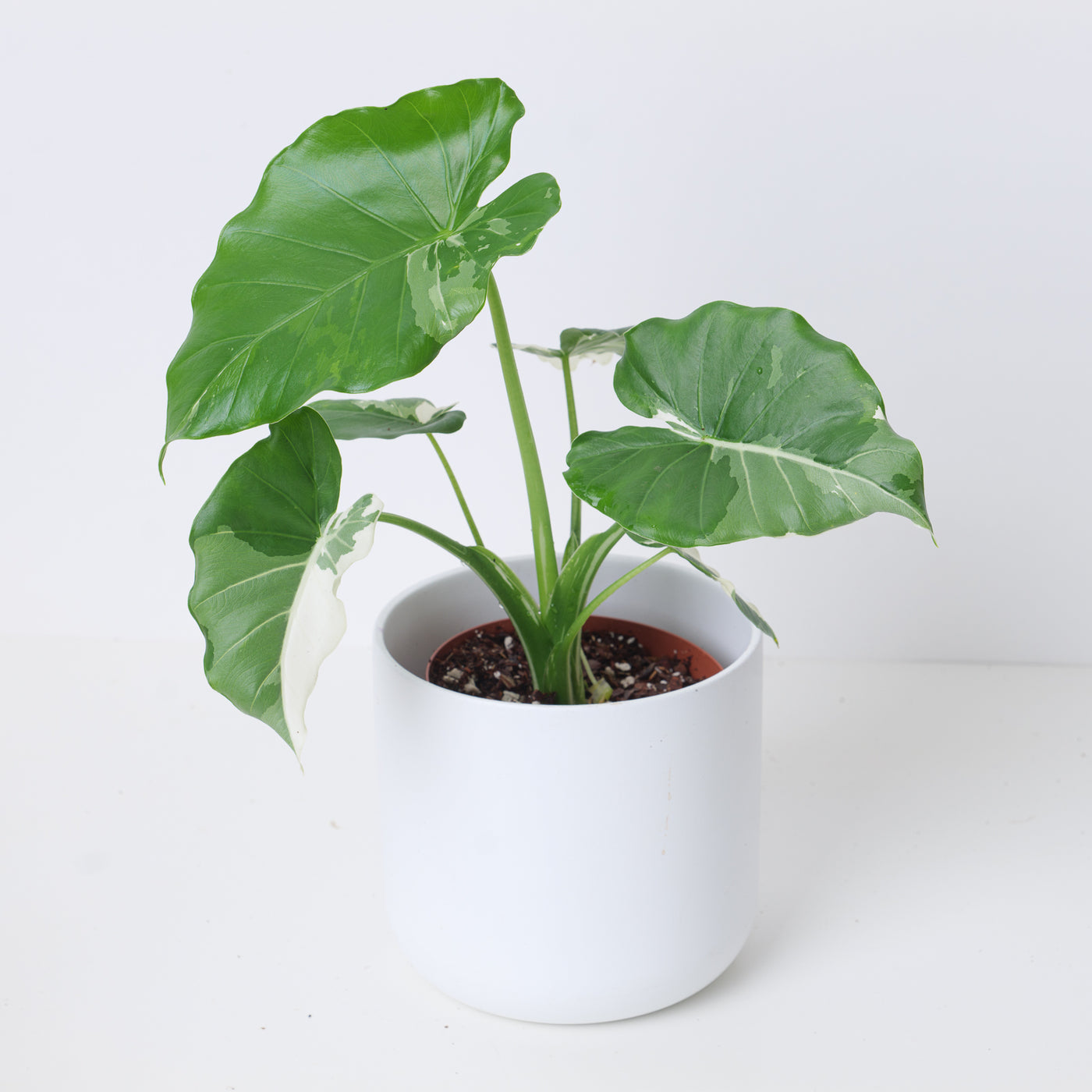 Alocasia odora 'Okinawa Silver' - House of Kojo