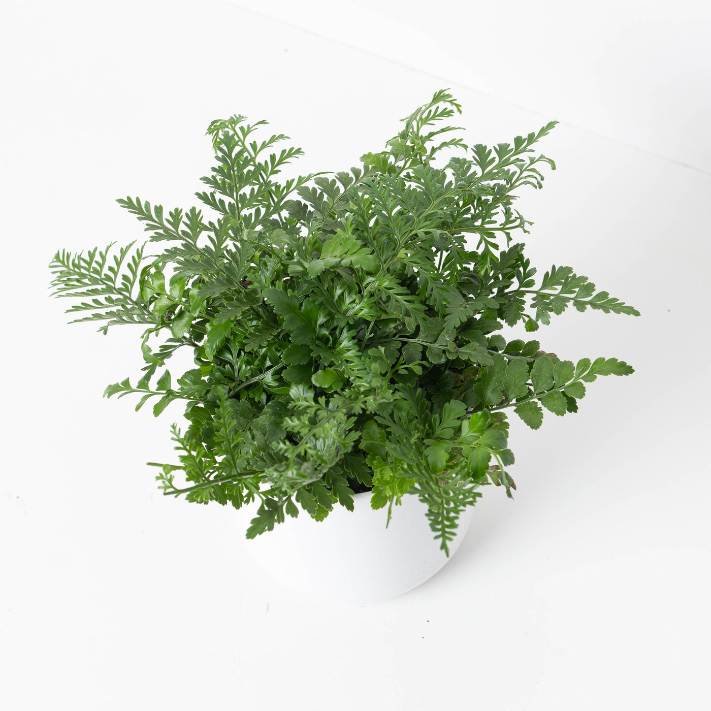 Asplenium parvati | Mother Fern - House of Kojo