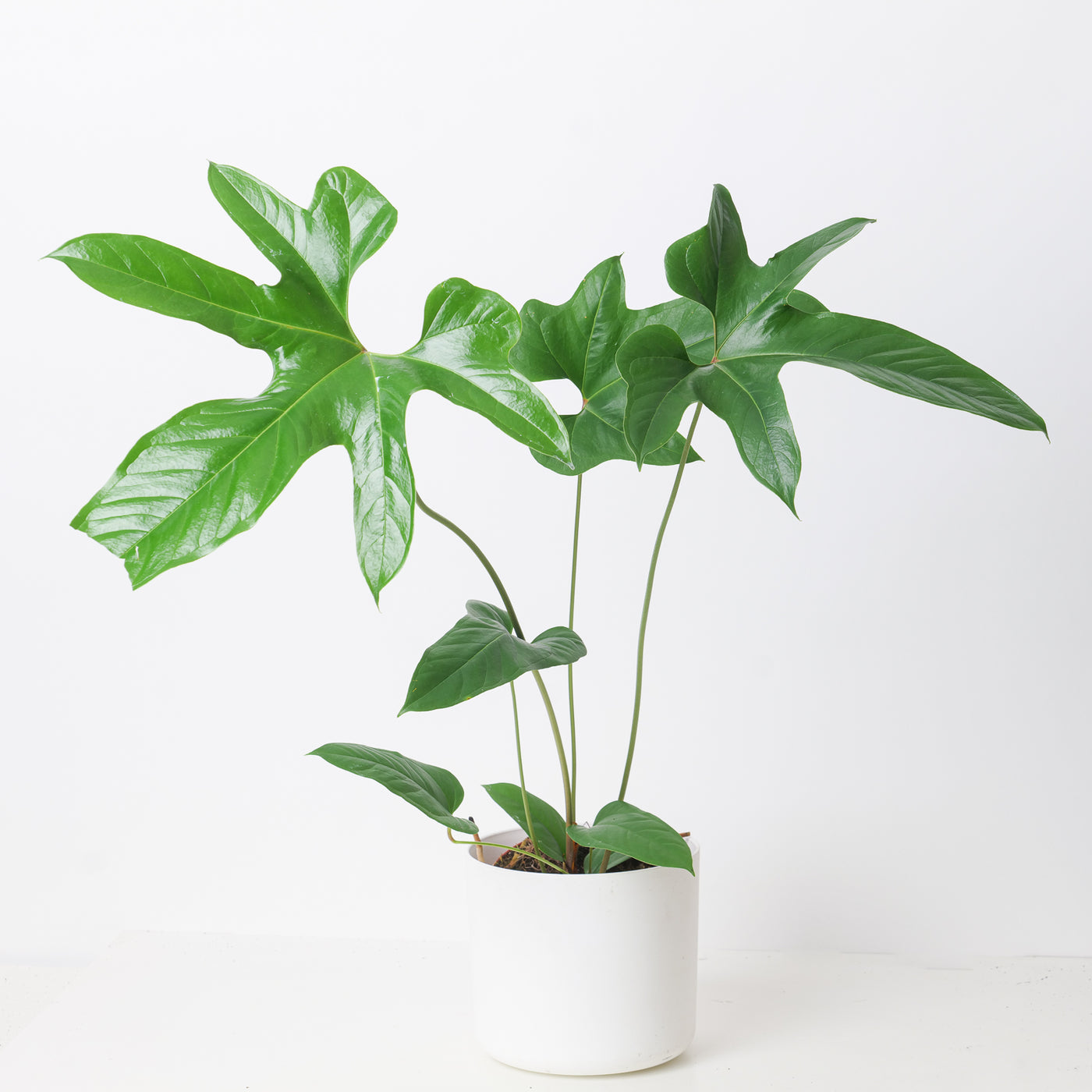 Anthurium pedatum - House of Kojo