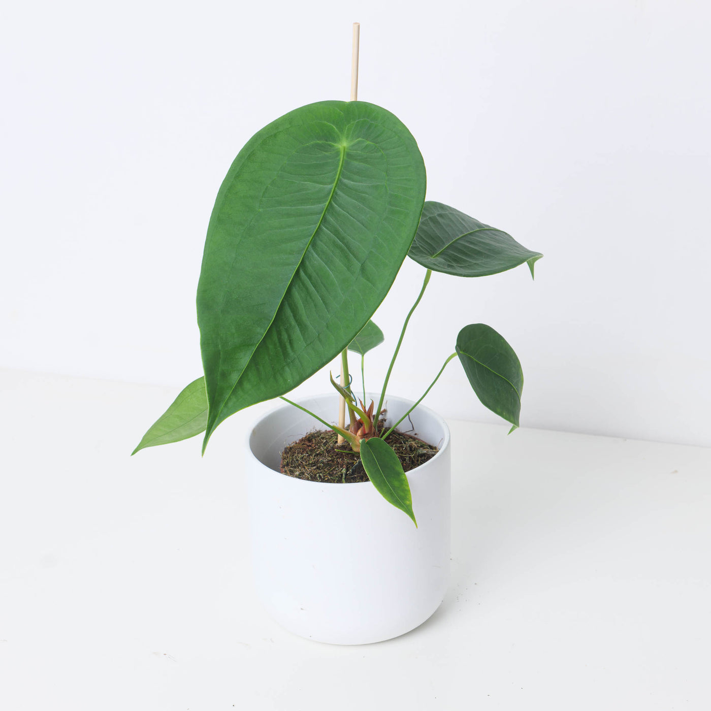 Anthurium peltigerium - House of Kojo