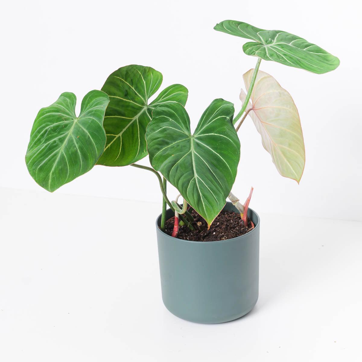 Philodendron Gloriosum 'Giganteum' - House of Kojo