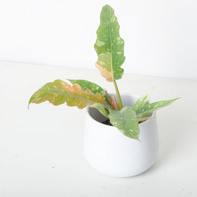 Philodendron Baby Bundle - House of Kojo