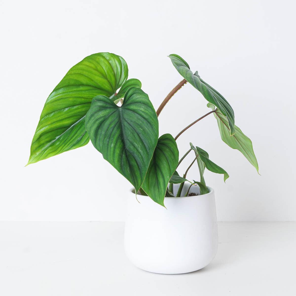 Philodendron Plowmanii - House of Kojo