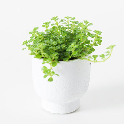 Pilea Bundle - House of Kojo