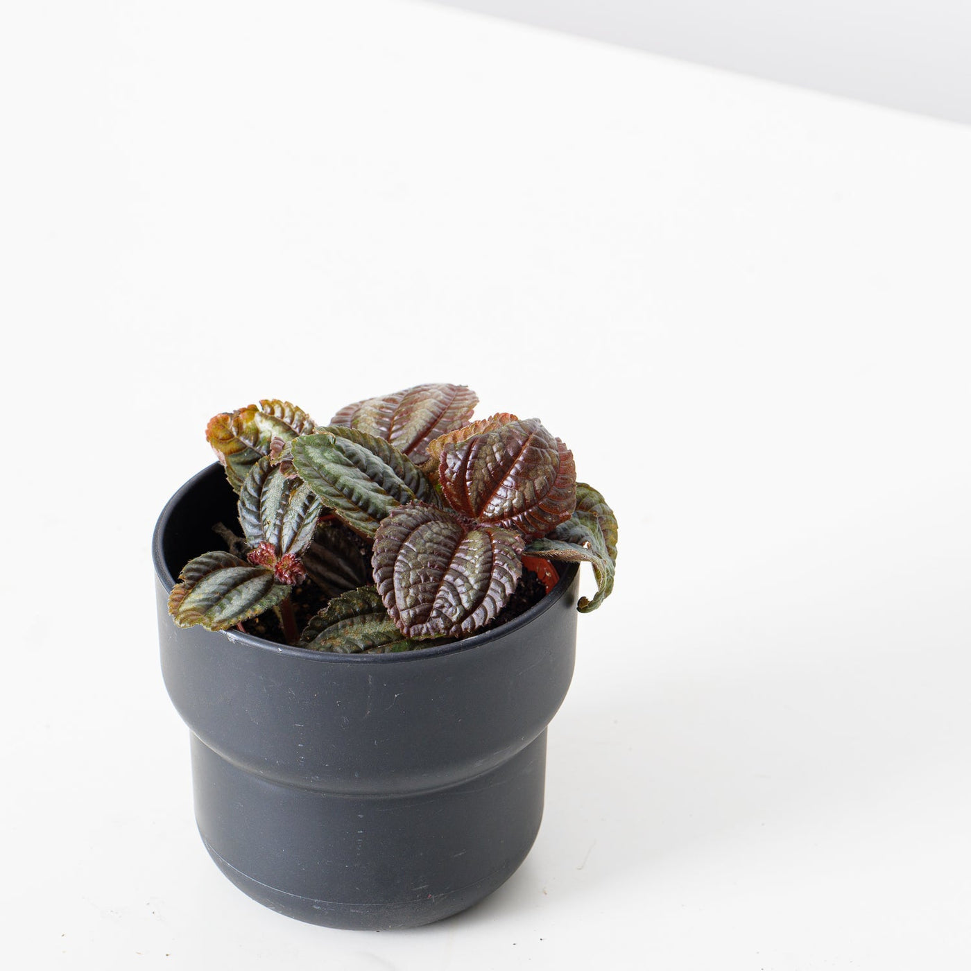 Pilea Bundle - House of Kojo