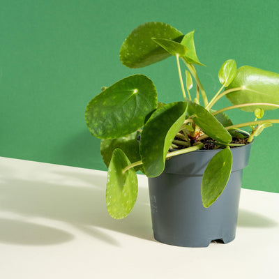 Pilea Bundle - House of Kojo