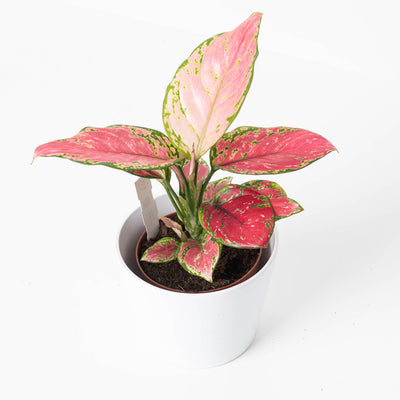 Aglaonema Pink Star - House of Kojo