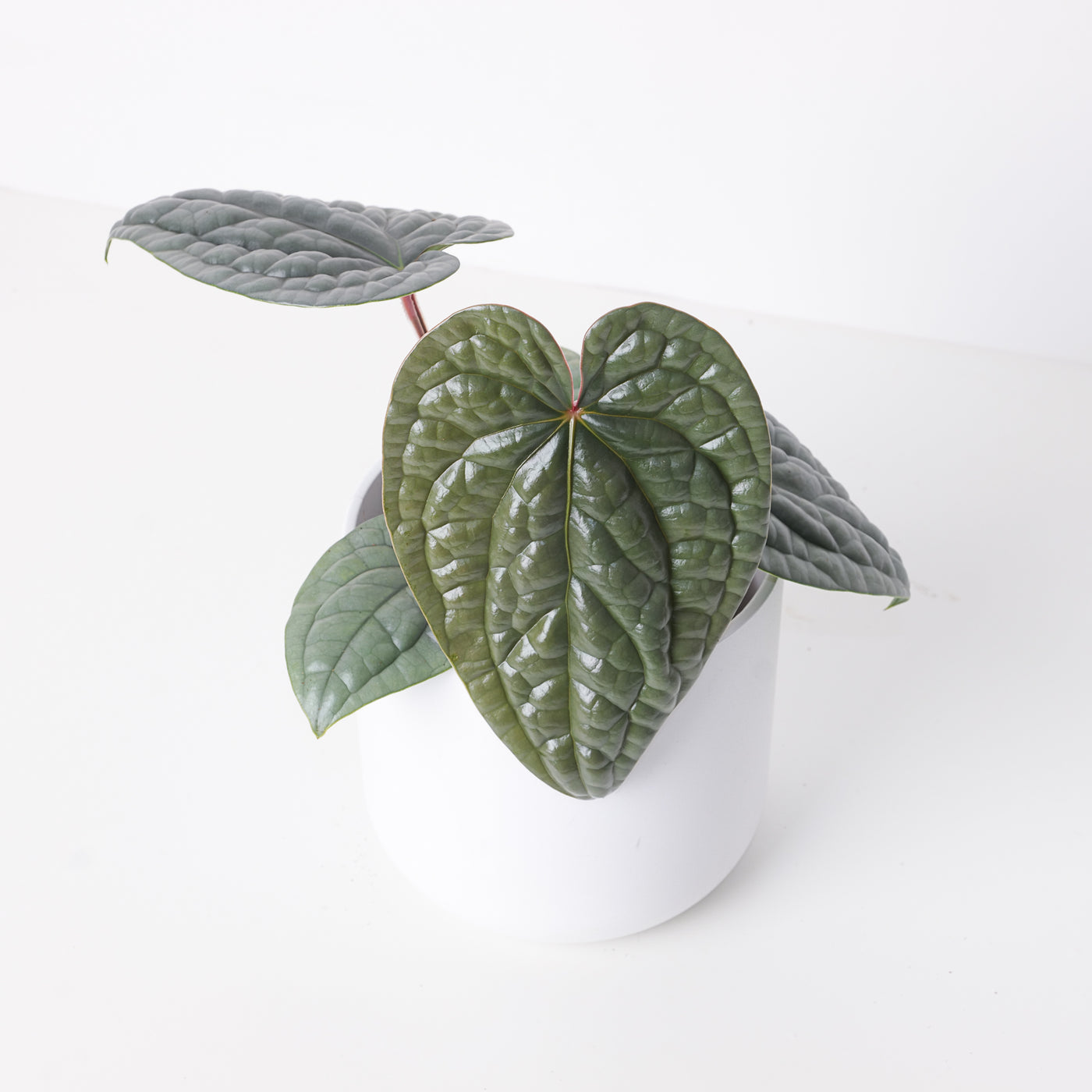 Anthurium luxurians 'Platinum' - House of Kojo