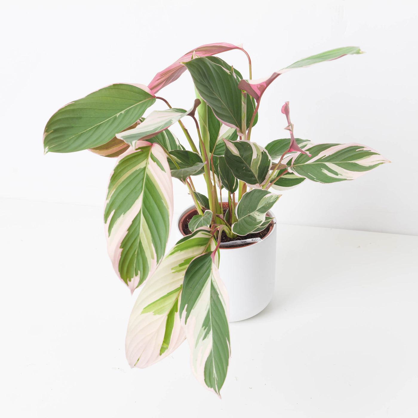 Calathea 'Princess Dalya' Variegated - House of Kojo