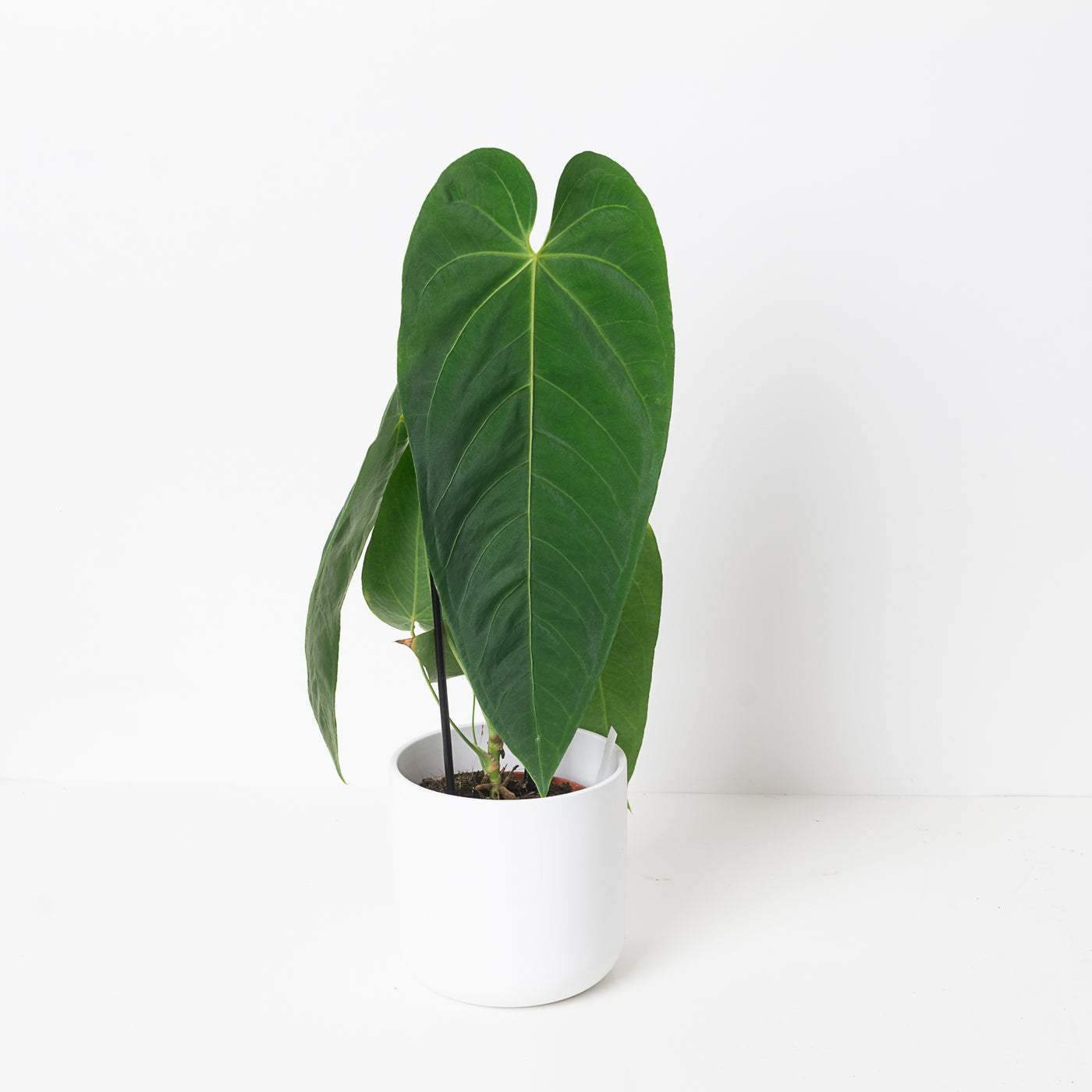 Anthurium queremalense - House of Kojo