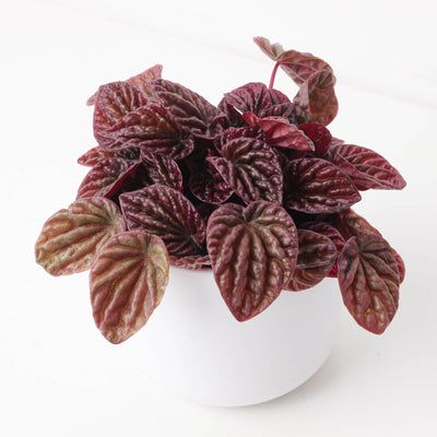 Peperomia Caperata Quito - House of Kojo