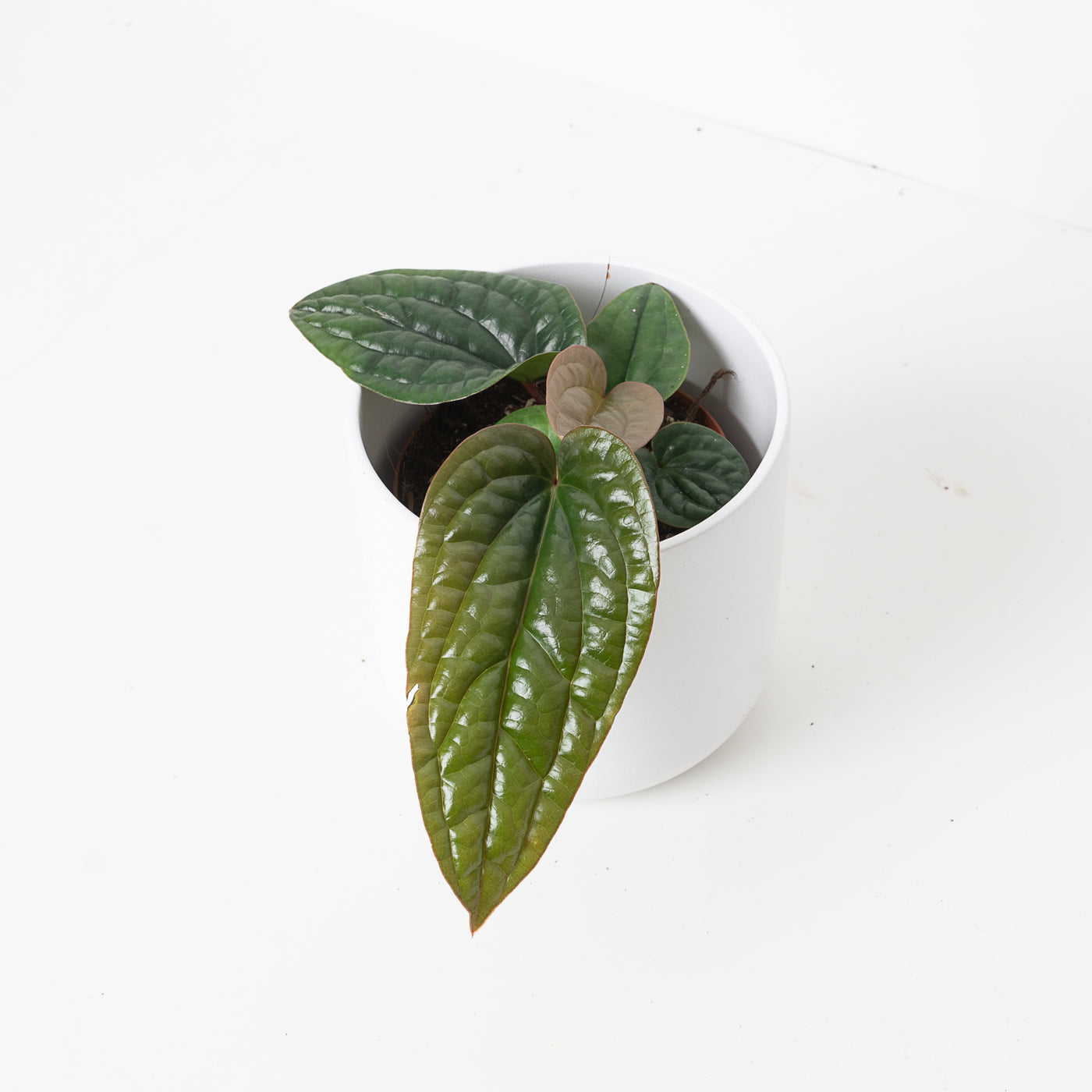 Anthurium Luxurians x Radicans